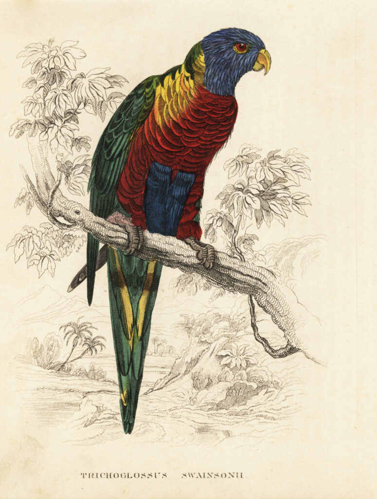 Rainbow Lorikeet